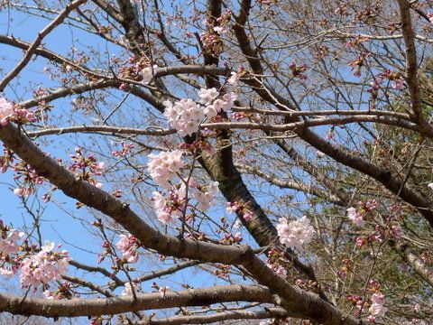 桜はチラホラ、でも意外なハワイを見つけて興奮です