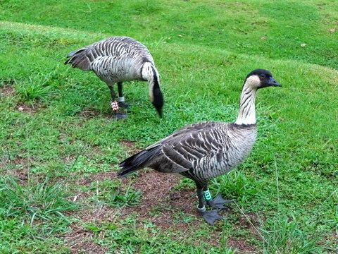 2017年最初の旅はハワイ島ヒロへ