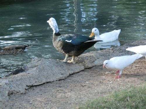 ハワイ旅行記9日目、アラモアナの美味しいバーガーランチと賑やかディナー