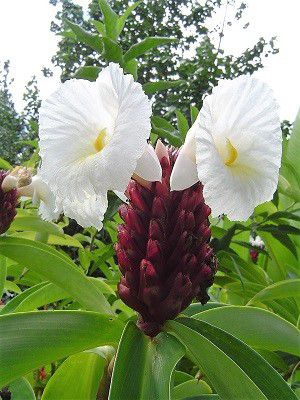 「ハワイ旅行記」№17　綺麗な花の紹介