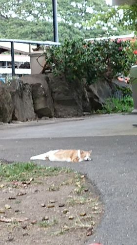 ハワイ2017’おかん流過ごし方6日目⑤＼(^_^)／チャンスの神様♡宝くじ