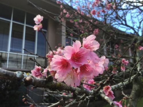 ハワイで桜の花見