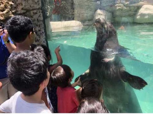 ワイキキ水族館・モンクシールの展示スペースの改修工事が終了して再開しました