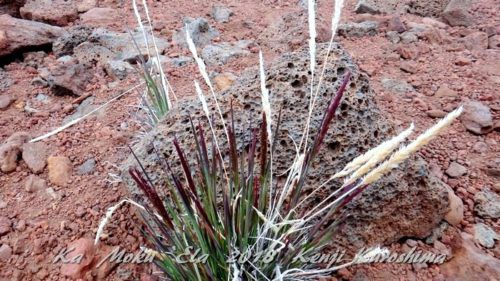 ハワイ島フォト日記　高山植物鑑賞　　やっぱマウナケア！