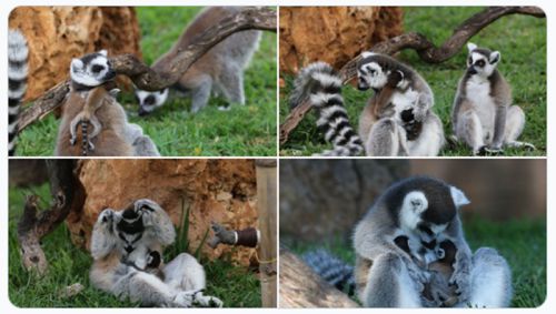 ホノルル動物園でキツネザルの双子の赤ちゃんが誕生！