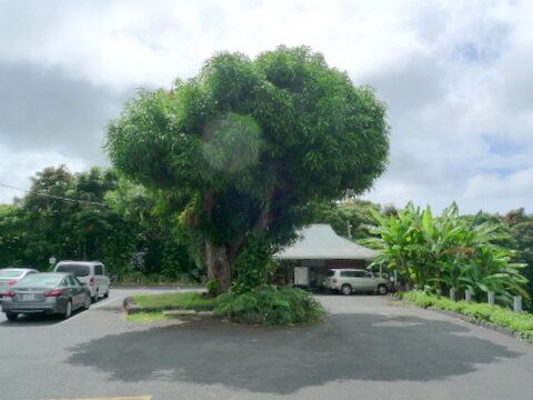 今はもう無くなったもの　ハワイ島①