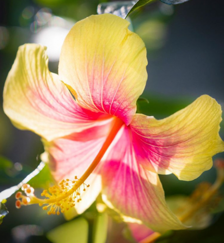 ハワイの貴重な植物のこと