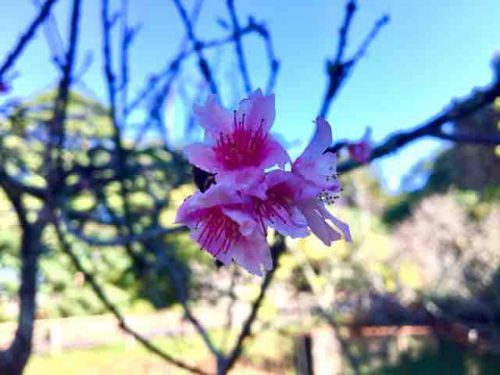 ハワイの桜が開花