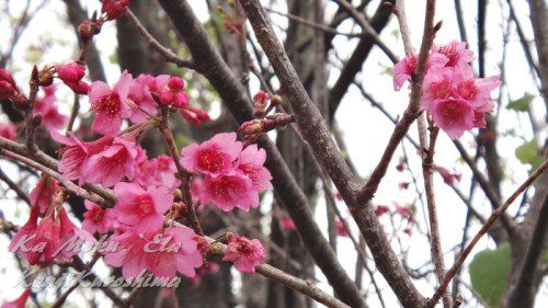 ハワイ島フォト日記　ハワイ島の桜まつりは沖縄への郷愁から始まった？