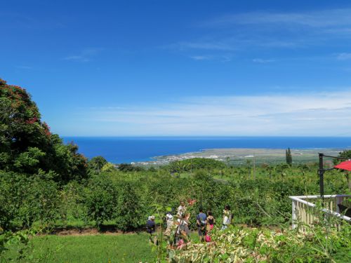 5歳児・1歳児連れでハワイ島UCCコーヒー農園を訪れた感想