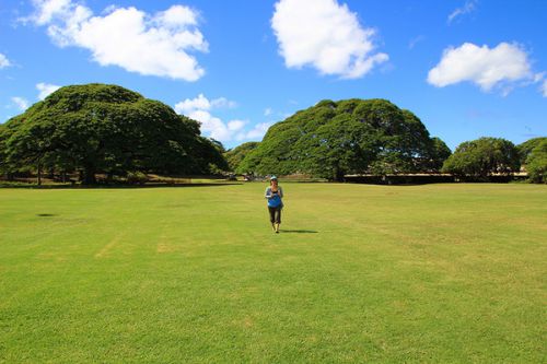 「この木何の木？気になる木。」のモアナルアガーデンはとっても気持ちいいので一度は行っときや！