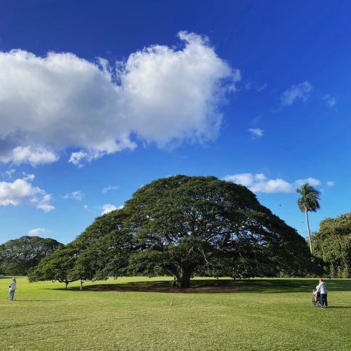 この木なんの木で有名なモアナルアガーデン・”癒しの公園をゆっくり巡る♪”